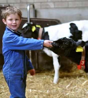 De Dierenvriendjes - jongen met kalf